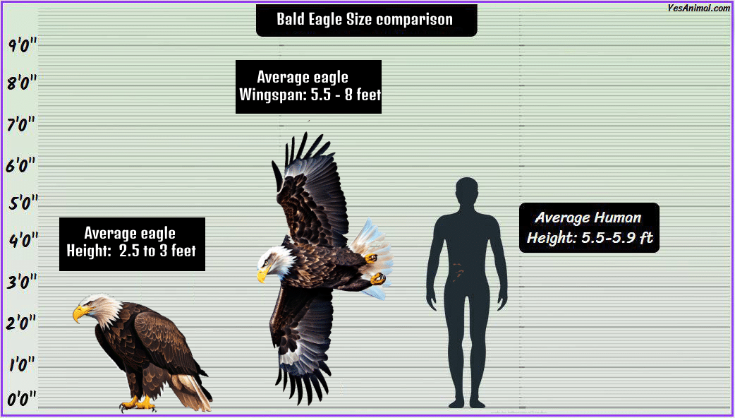 Bald Eagle Size Explained & Compared With Others | Yes Animal