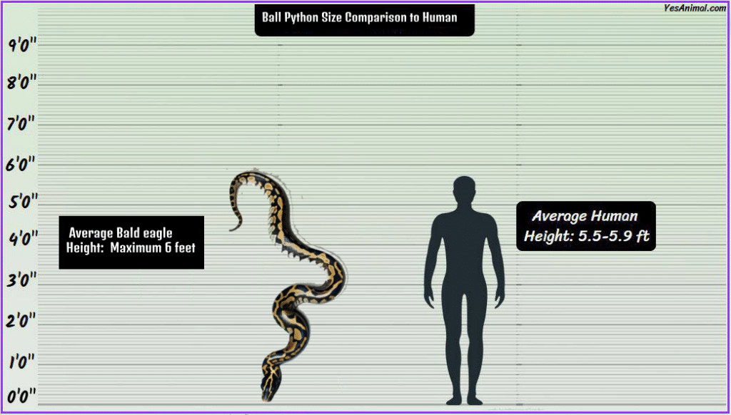 Ball Python Size Comparison to Human