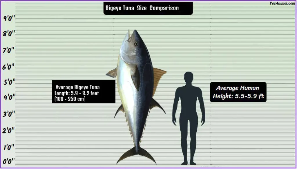 Bigeye Tuna