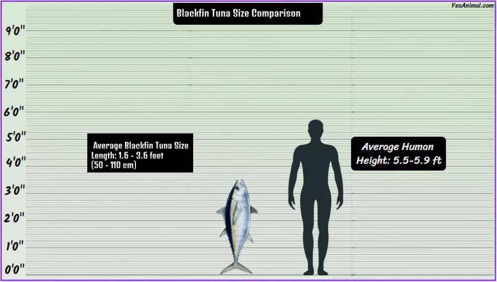 Blackfin Tuna Size