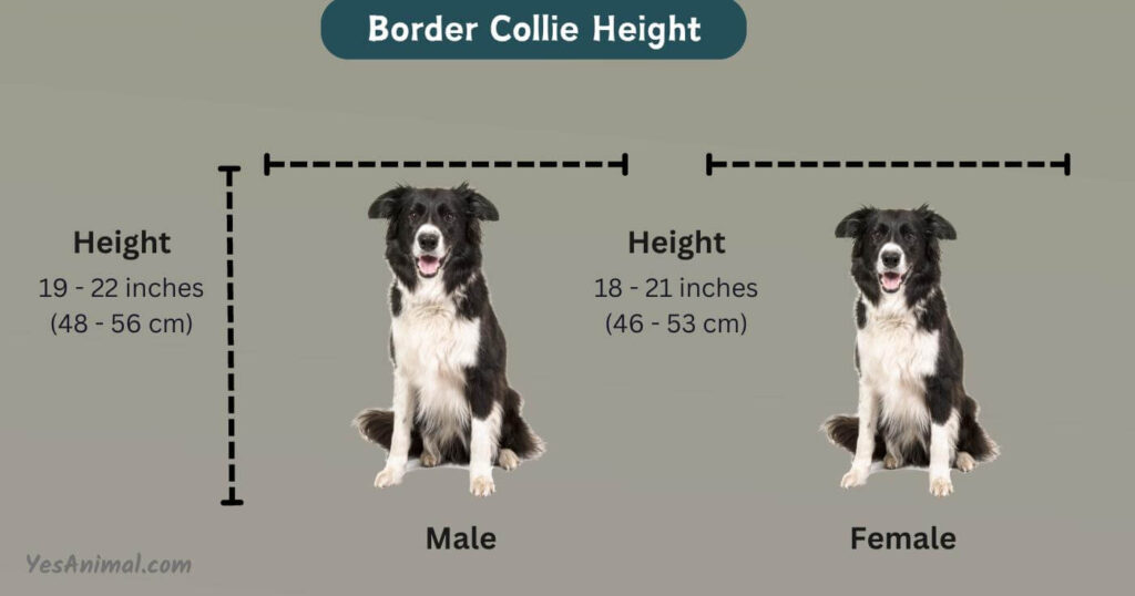 Border Collie Height and Length