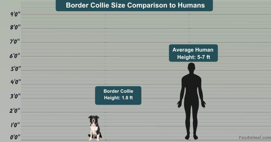 Border Collie Size Comparison to Humans