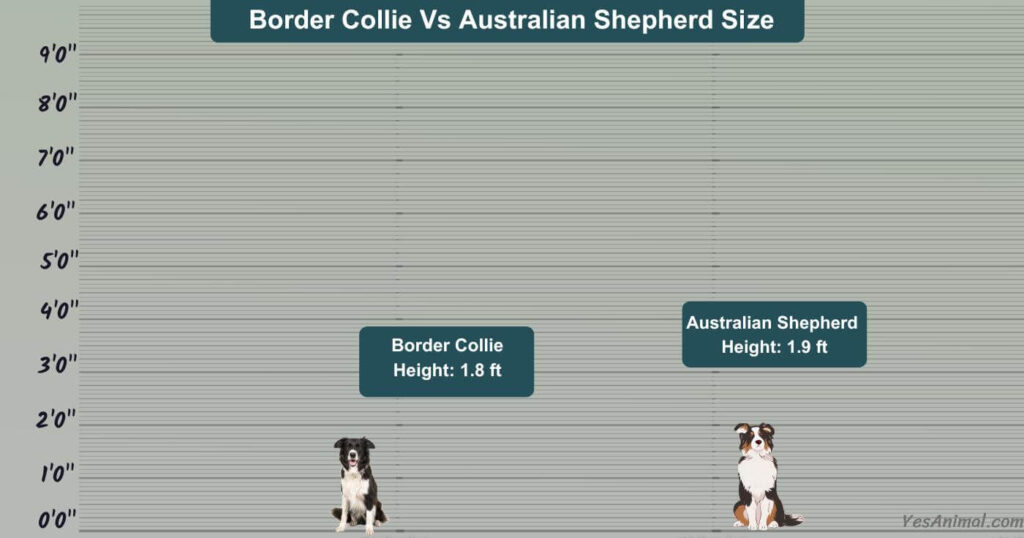 Border Collie Vs Australian Shepherd Size