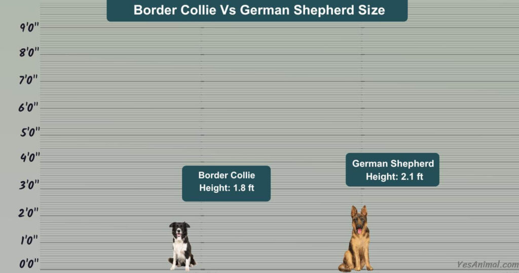 Border Collie Vs German Shepherd Size
