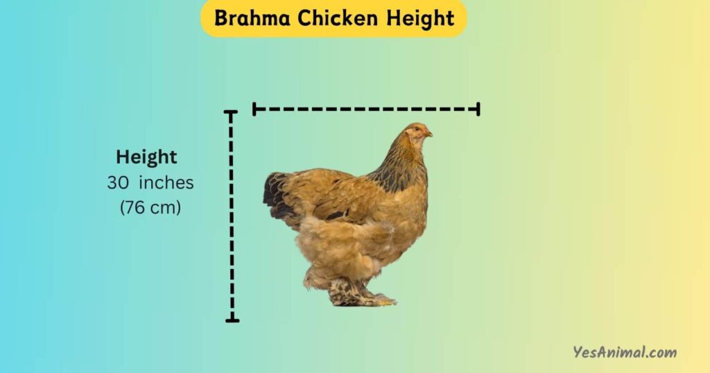 Brahma Chicken Height