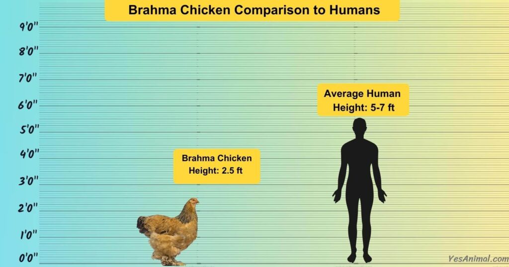 Brahma Chicken Size Comparison to Humans