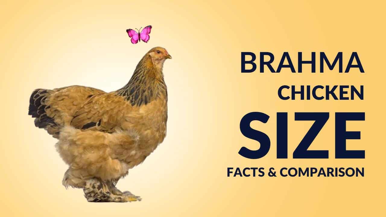 Brahma Chicken Size Secrets Revealed! The Truth About Brahma Chicken