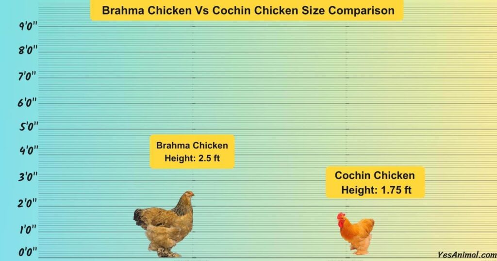 Brahma Chicken Vs Cochin Chicken Size Comparison