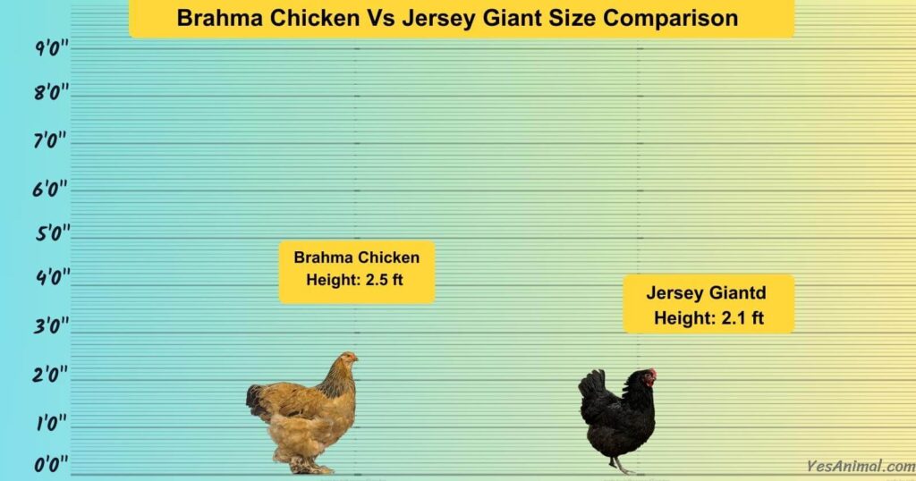 Brahma Chicken Vs Jersey Giant Size Comparison