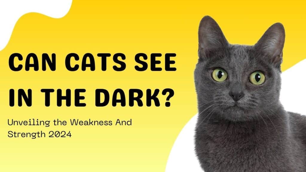 Can Cats See in the Dark? Unveiling the Weakness And Strength 2024