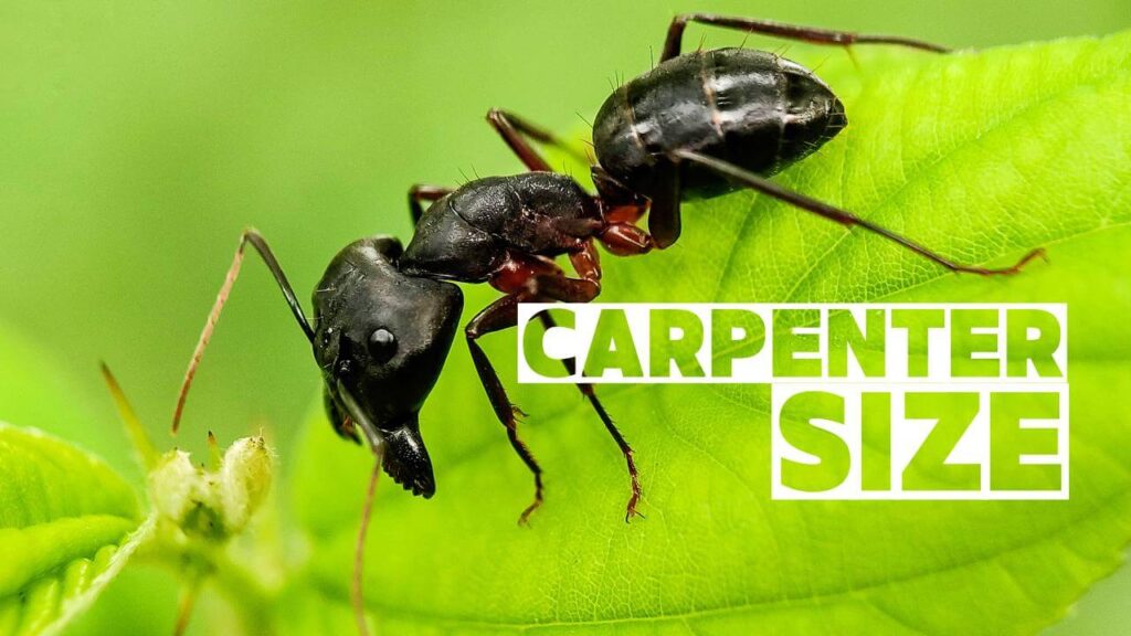 Carpenter Ant Size: Unveiling the Goliath Queens & Mighty Workers 2024