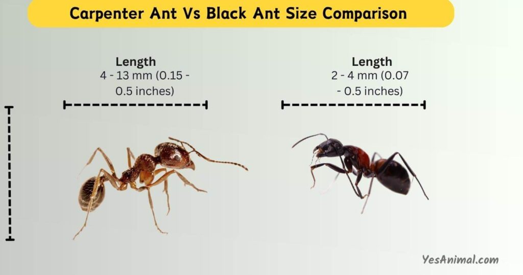 Carpenter Ant Vs Black Ant Size Comparison