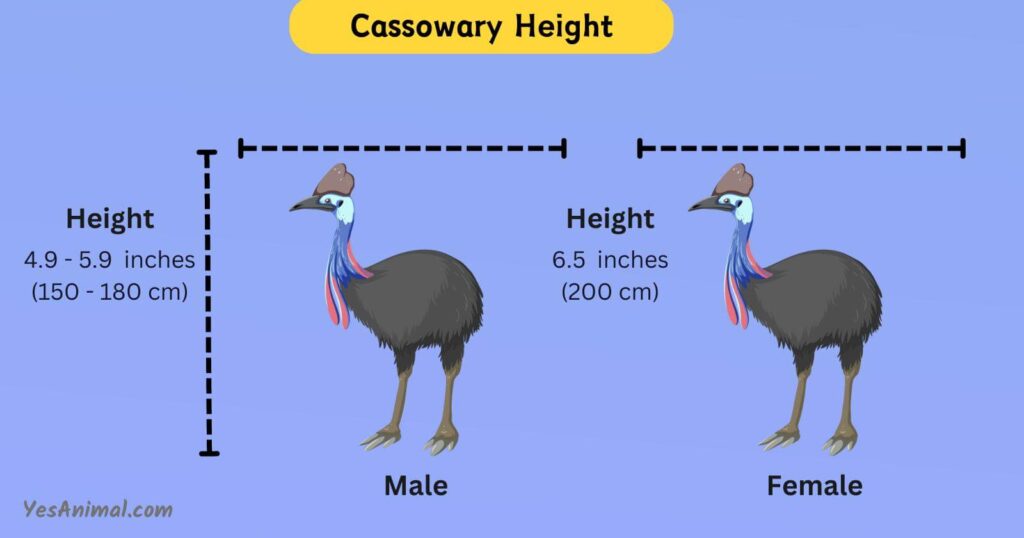 Cassowary Height