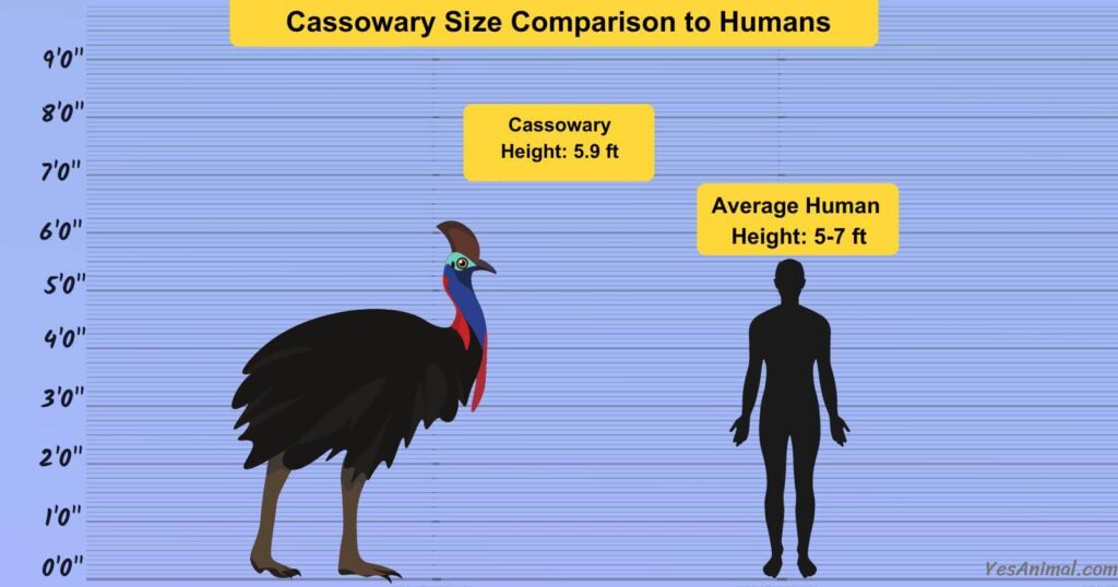 Cassowary Size Comparison to Humans