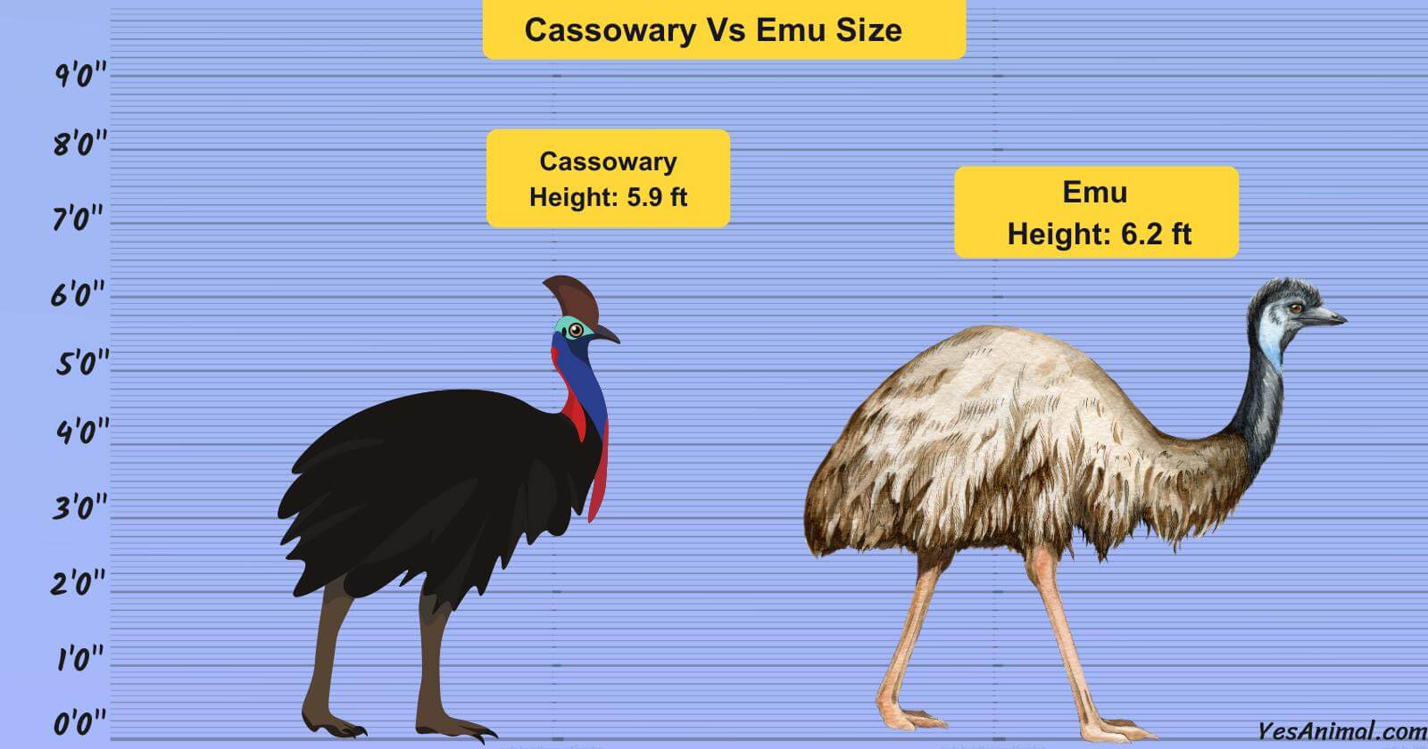 The Surprising Cassowary Size: Taller Than You Think! 2024