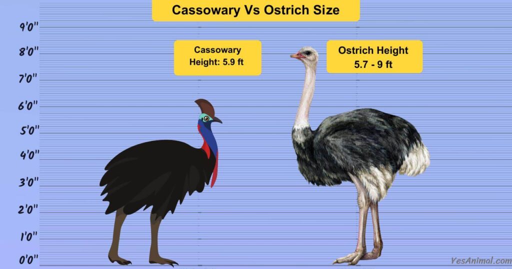 Cassowary Vs Ostrich Size