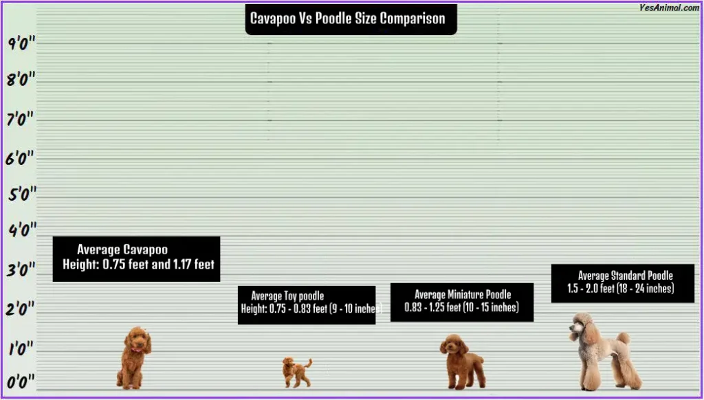 Cavapoo Vs Poodle Size Comparison