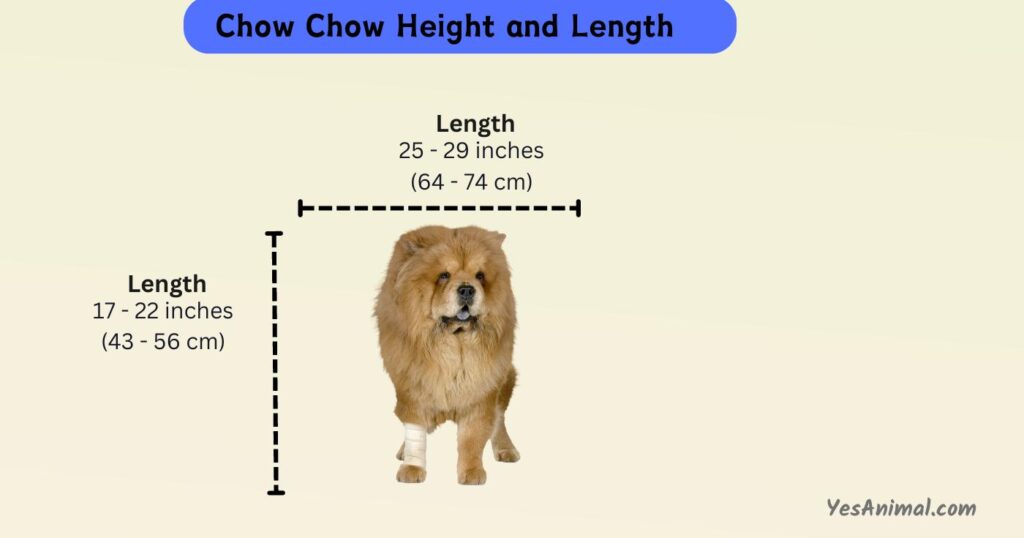 Chow Chow Height and Length
