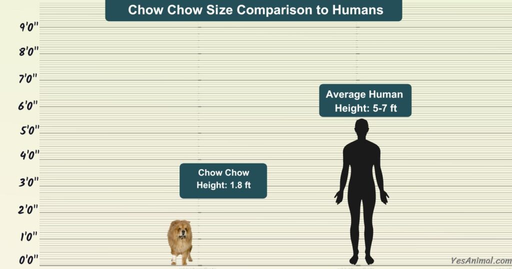 Chow Chow Size Comparison to Humans