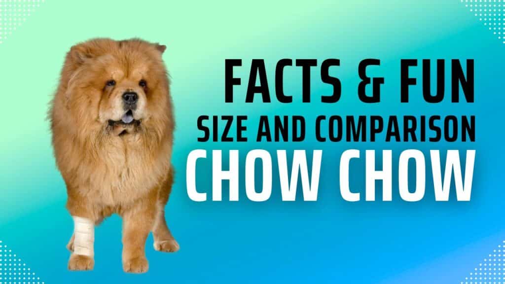 Chow Chow Size Secrets: The Perfect Mid-Sized Companion 2024