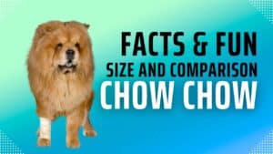 Chow Chow Size Secrets: The Perfect Mid-Sized Companion 2024