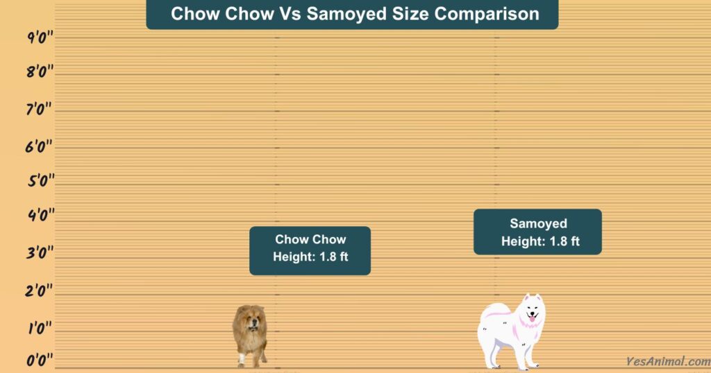Chow Chow Vs Samoyed Size Comparison