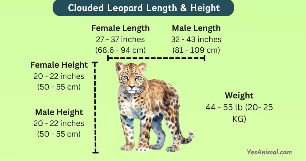 Clouded Leopard Length and Height