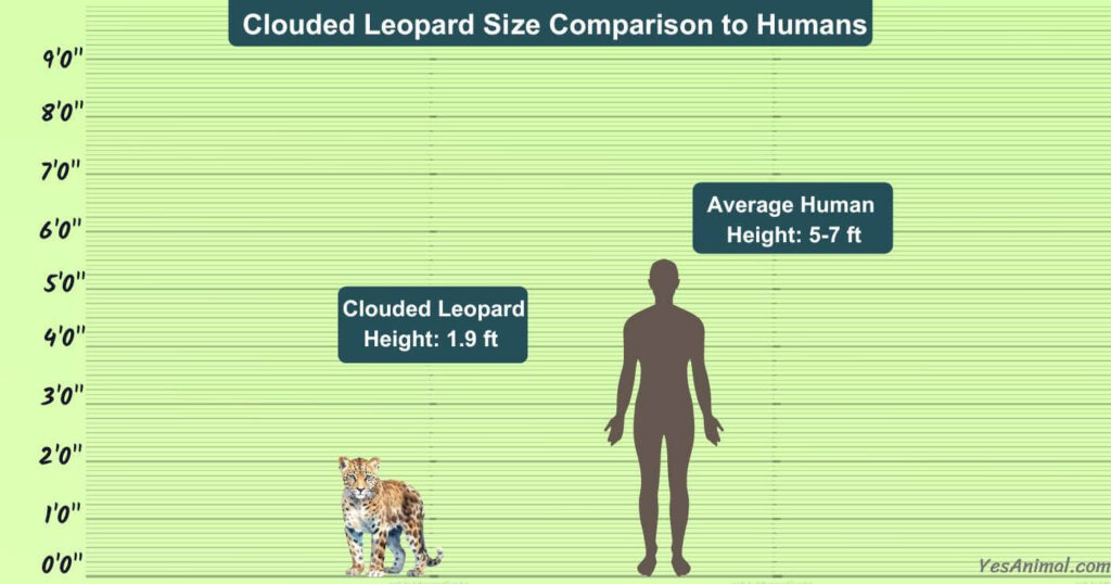 Clouded Leopard Size Comparison to Humans