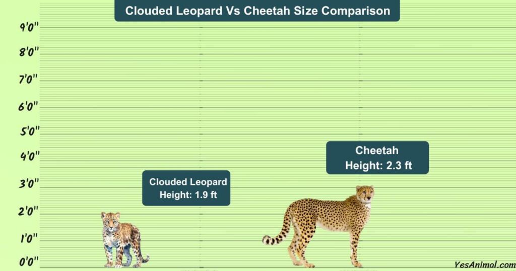Clouded Leopard Vs Cheetah Size Comparison