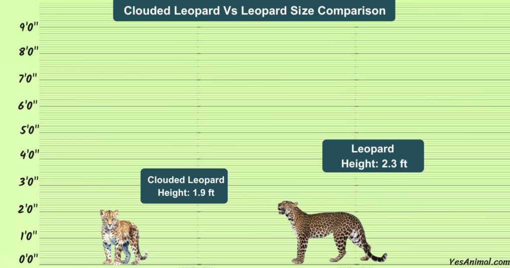 Clouded Leopard Vs Leopard Size Comparison