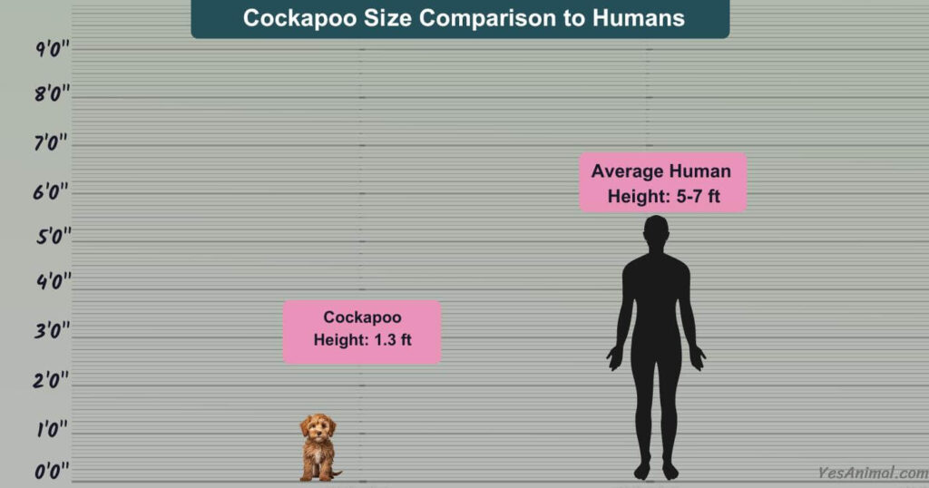 Cockapoo Size Comparison to Humans