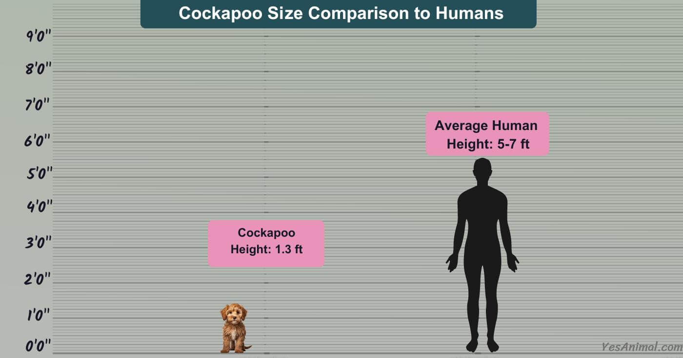 Explore the Perfect Size of Your Cockapoo: Big Love, Small Stature 2024