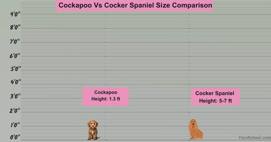 Cockapoo Vs Cocker Spaniel Size Comparison