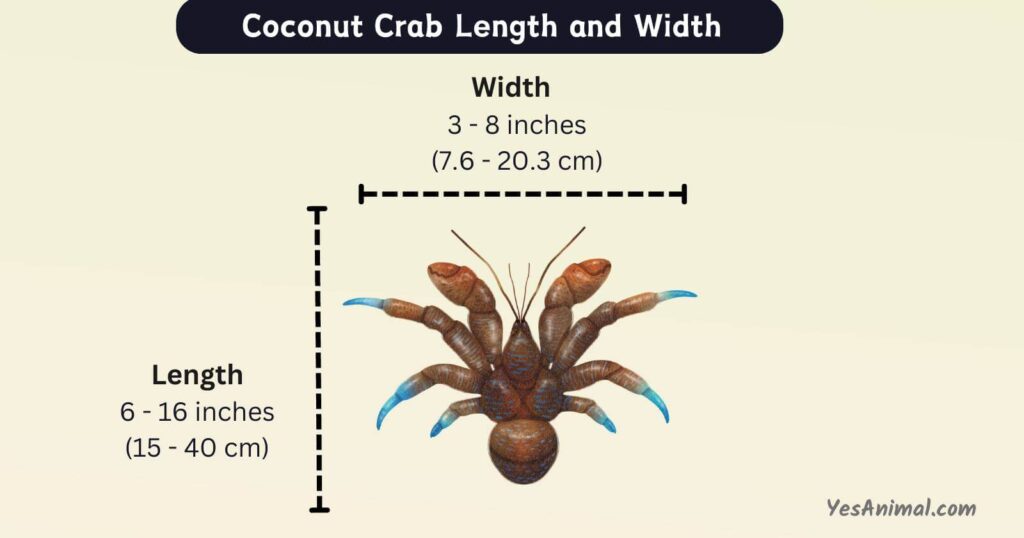 Coconut Crab Length and Width