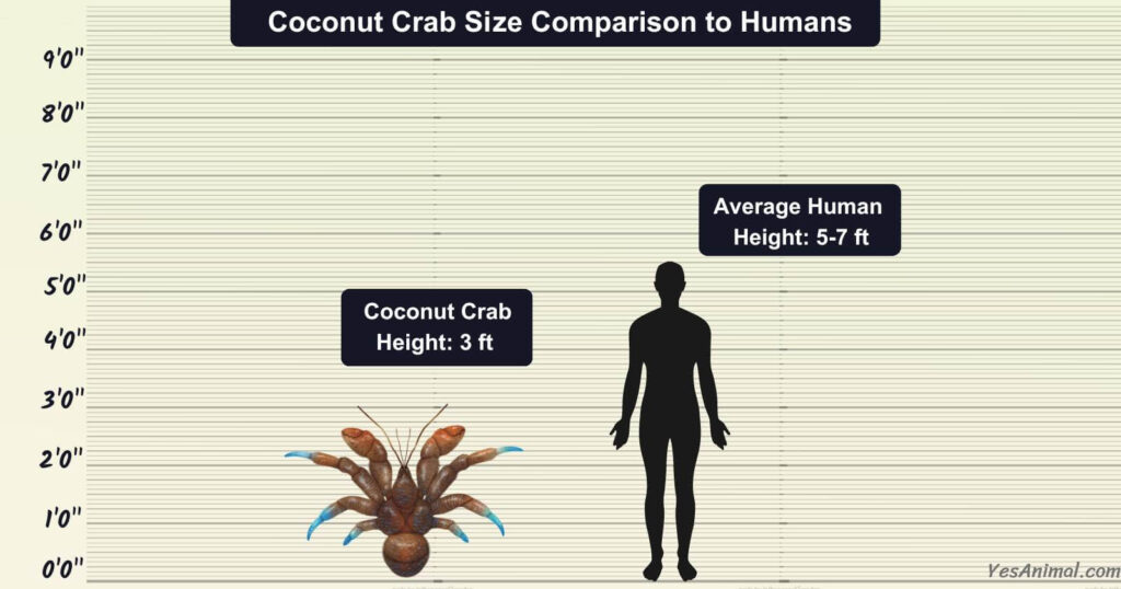 Coconut Crab Size Comparison to Humans