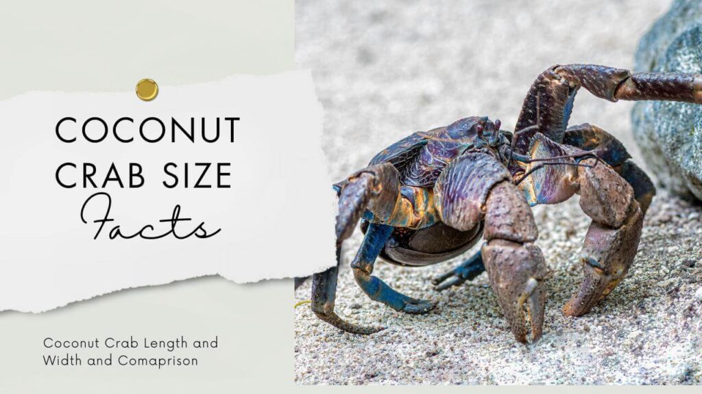 Coconut Crab Size & Facts: Strength in Contrasting with Other Crabs 2024