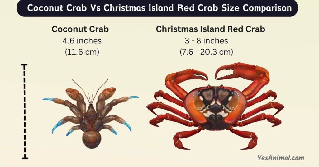 Coconut Crab Vs Christmas Island Red Crab Size Comparison