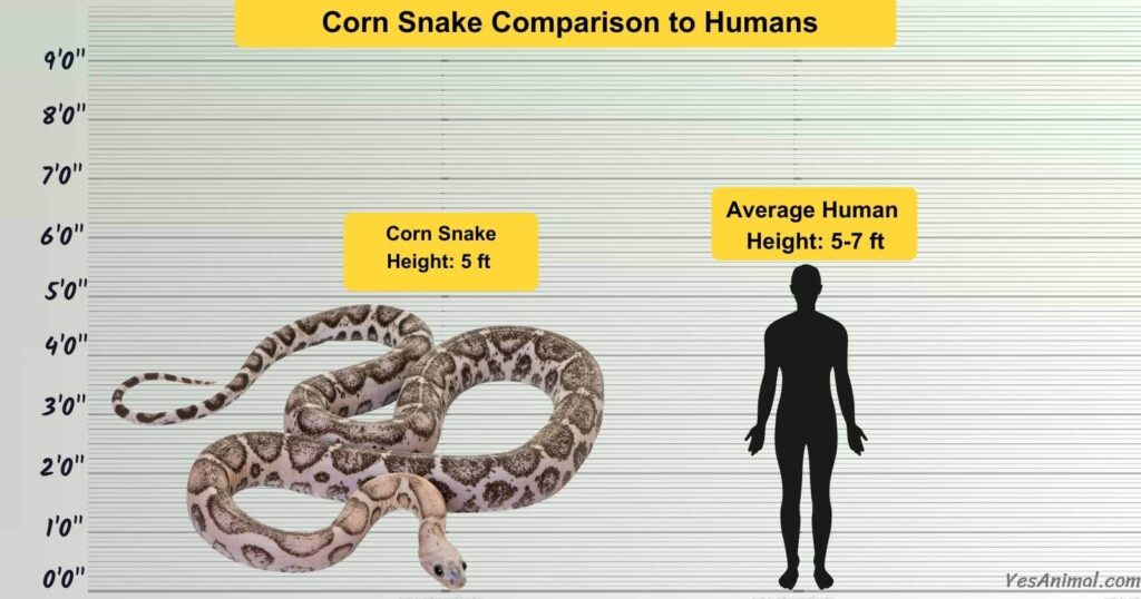 Corn Snake Comparison to Humans