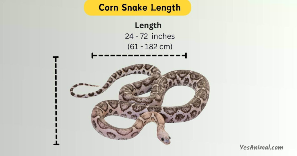 Corn Snake Length
