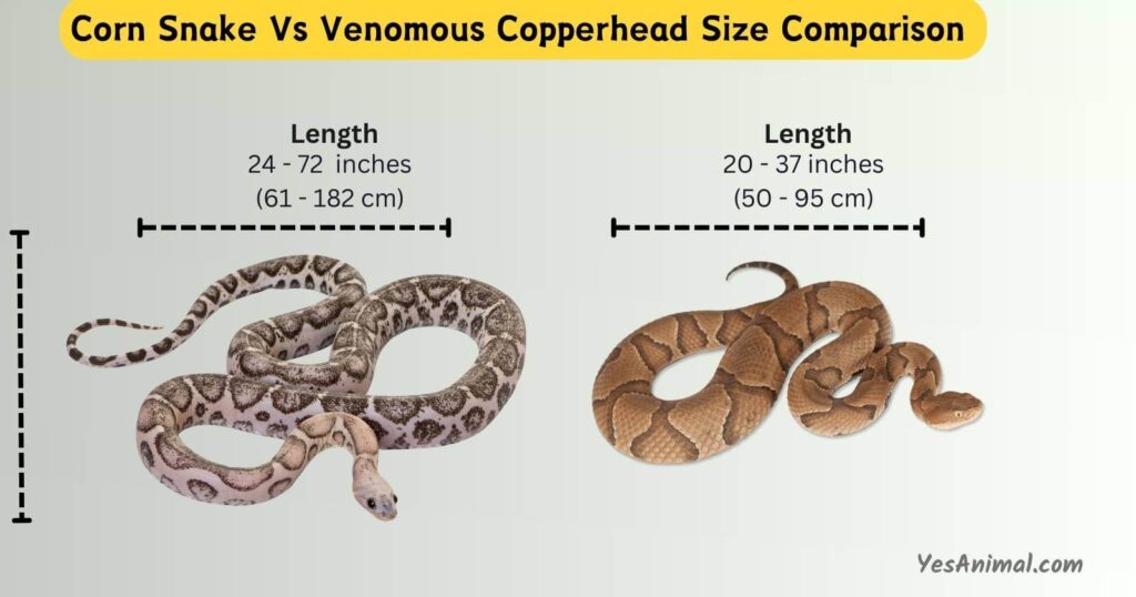 Corn Snake Vs Venomous Copperhead Size Comparison