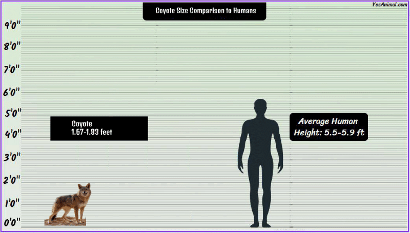 Coyote Size Comparison to Humans