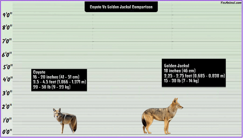 Coyote Vs Golden Jackal Comparison