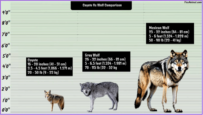 Coyote Vs Wolf Comparison