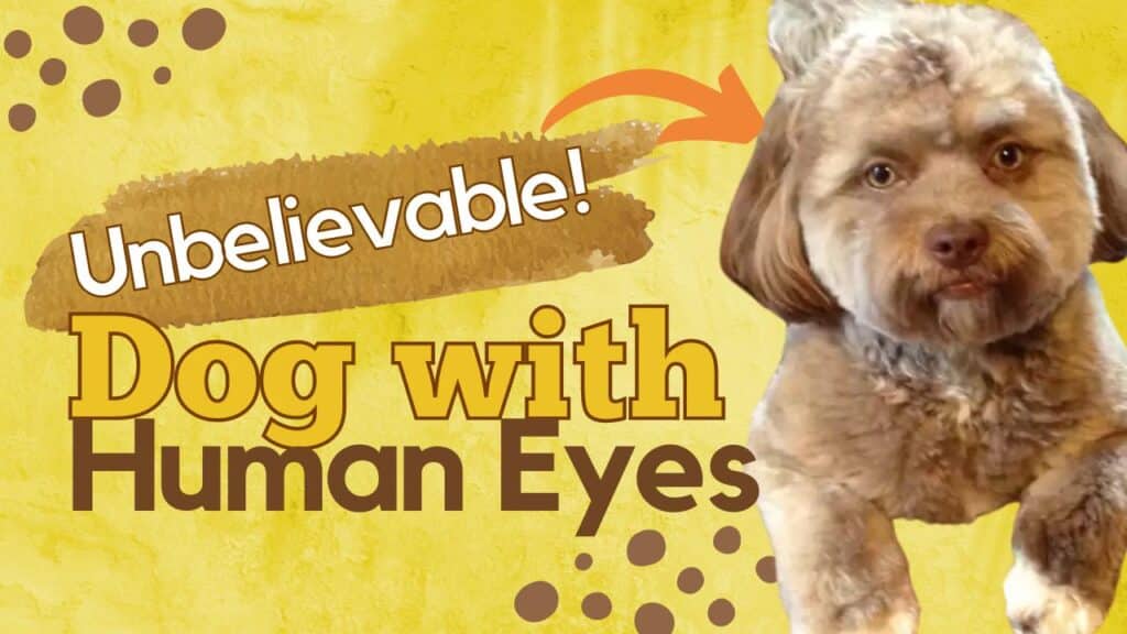 Dog with human eyes