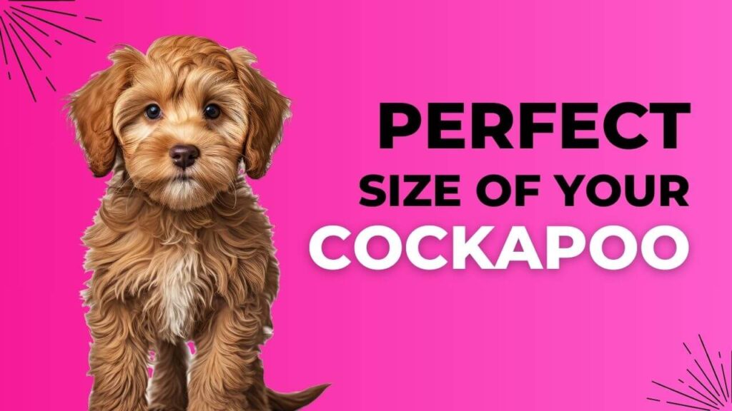 Explore the Perfect Size of Your Cockapoo: Big Love, Small Stature 2024