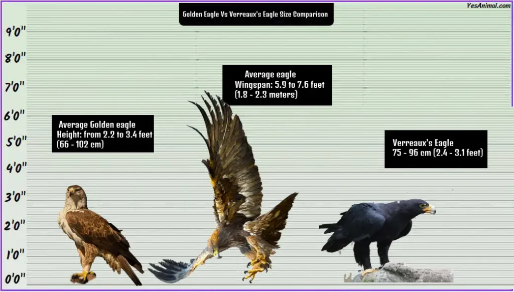 Golden Eagle Vs Verreaux’s Eagle Size Comparison