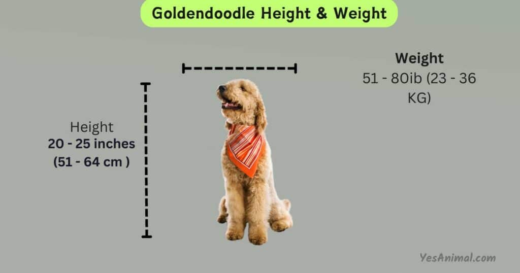Goldendoodle Height