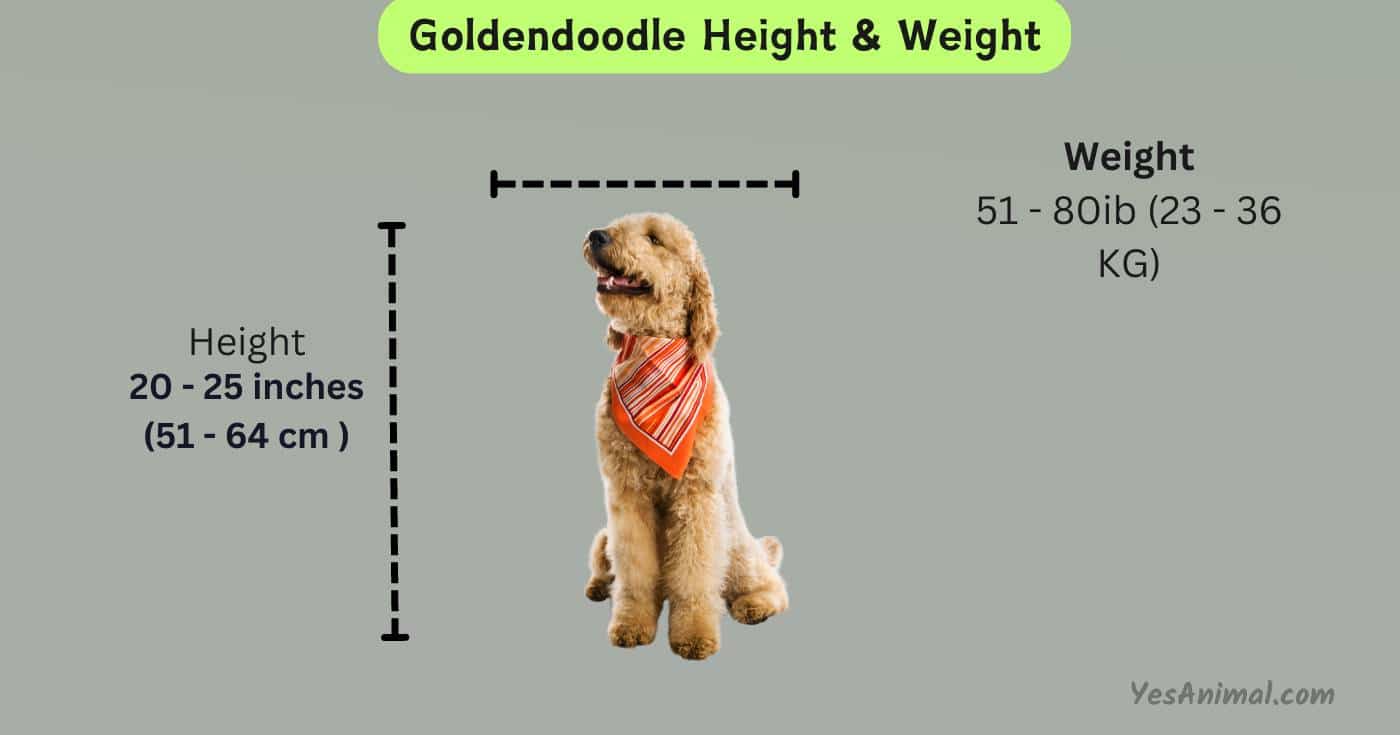 Goldendoodle Size Guide Choosing the Right - Find Your Perfect Fit! 2024