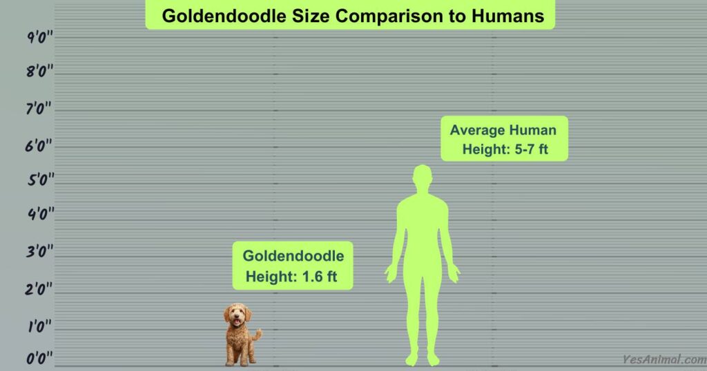 Goldendoodle Size Comparison to Humans