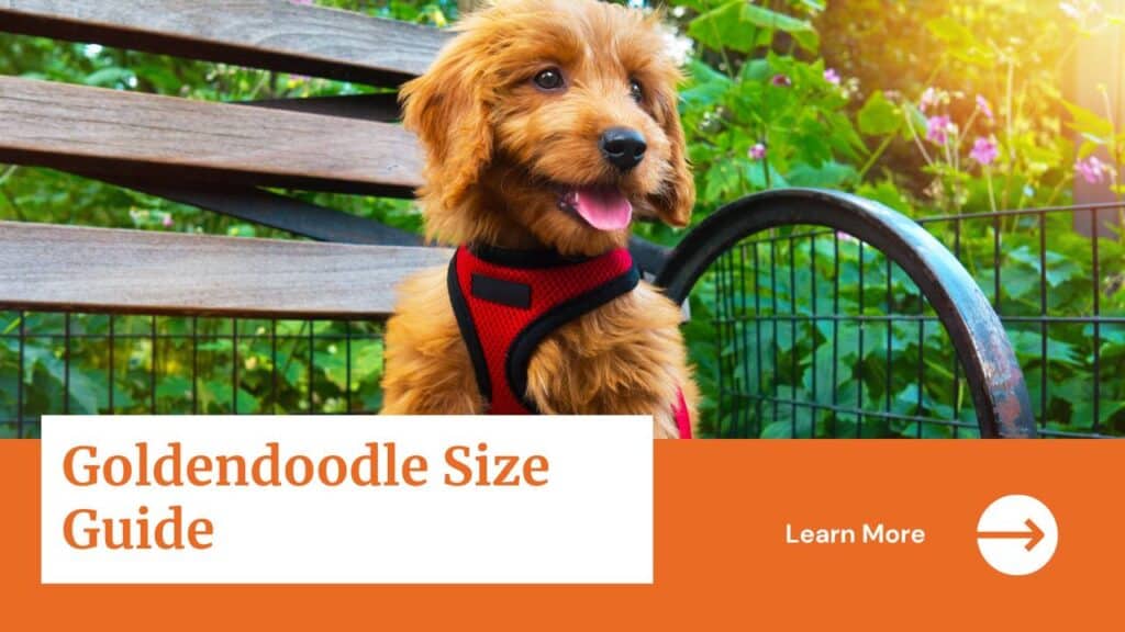 Goldendoodle Size Guide